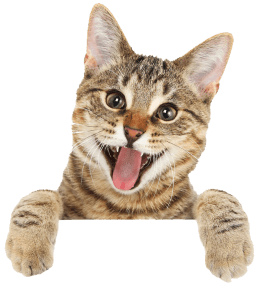 Happy cat image