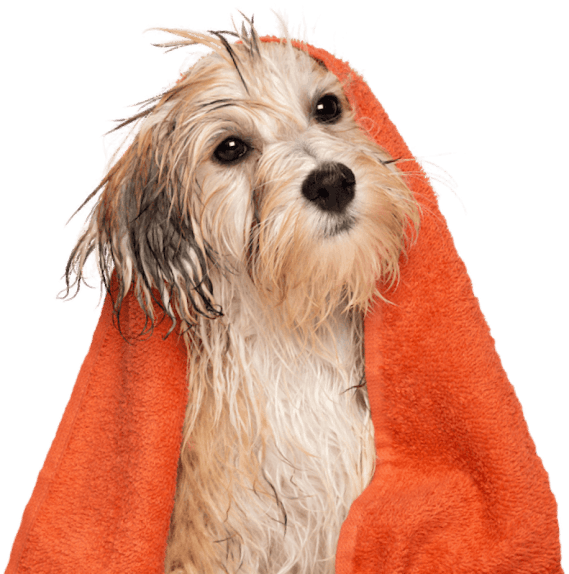 Dog with towel image