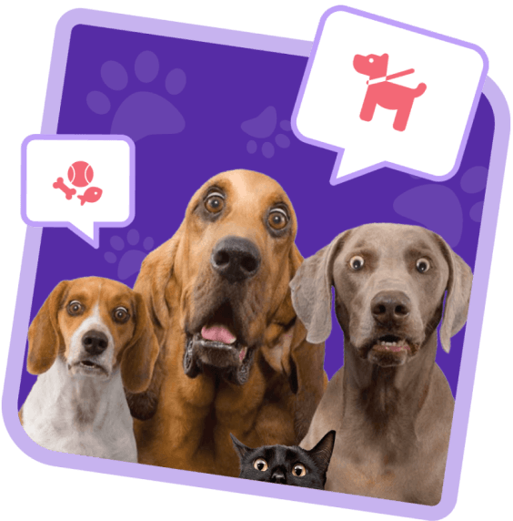 Surprised dogs image